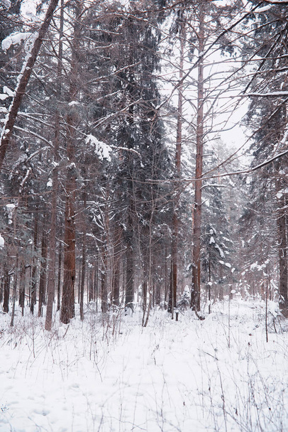 Kış orman manzarası. Kar altında uzun ağaçlar. Ocak ayının soğuk günü parkta. - Fotoğraf, Görsel