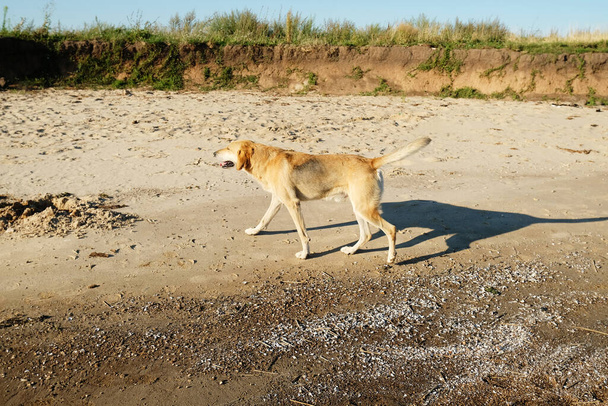 Un cane senzatetto cammina lungo una spiaggia sabbiosa in una calda giornata estiva soleggiata - Foto, immagini