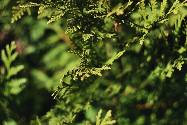 πράσινα φύλλα λεπτομέρεια φύση πράσινο γρασίδι φωτογραφία - Φωτογραφία, εικόνα