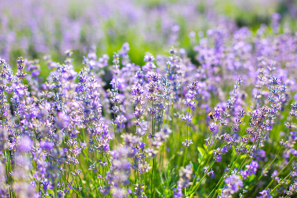 Beautiful purple lavender flowers on the summer field. Warm and inspiration concept. - Photo, Image