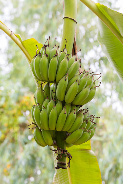 Bananenbaum mit einem Bund Bananen mit grünem Bokeh-Hintergrund - Foto, Bild