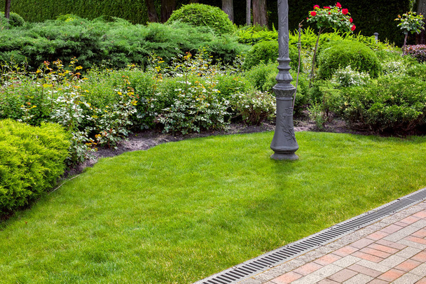 evergreen bush of thuja and roses in a backyard flower bed with iron pole, landscaping with grate drainage system on the side of a stone pavement, lawn and plant with copy space, nobody. - Photo, image