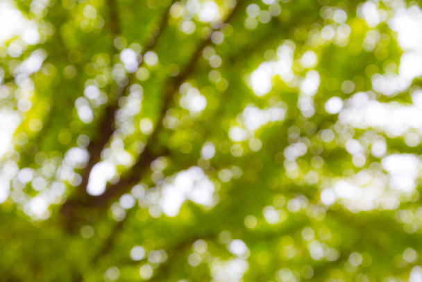 Light Green bokeh z drzewa wykorzystania na tle - Zdjęcie, obraz