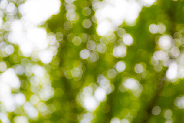 Hellgrünes Bokeh vom Baum als Hintergrund - Foto, Bild