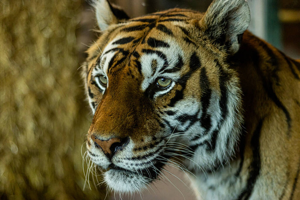 A selective focus shot of a tiger head looking ahead outdoors - Foto, afbeelding