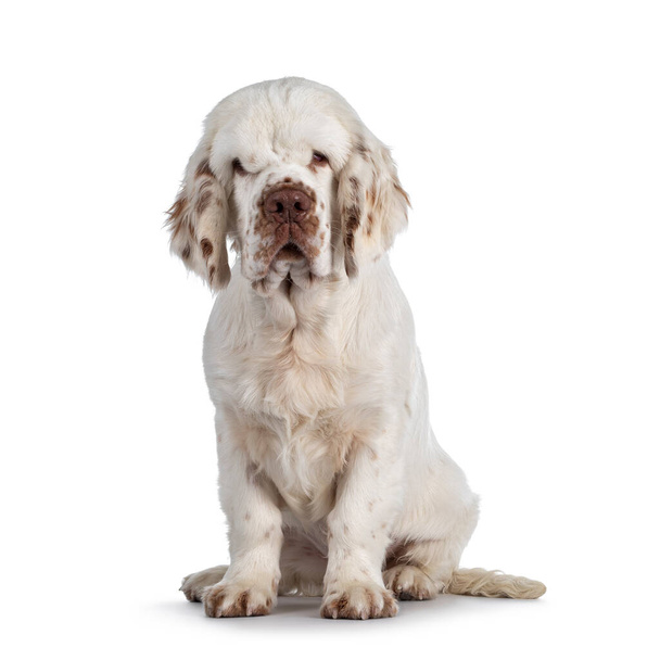 Roztomilé psí štěně Clumber Spaniel, sedící bokem. Dívá se na kameru s typickýma sklopenýma očima. Izolováno na bílém pozadí. - Fotografie, Obrázek