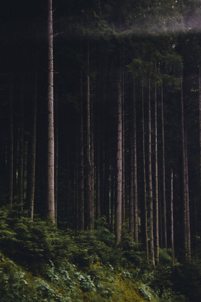 A beautiful view of the tall evergreen trees on the hills in the woods in the dark - Foto, afbeelding