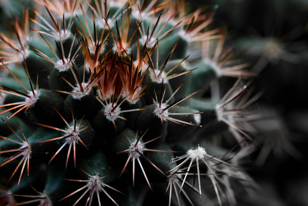A macro shot of the details of a mammillaria cactus plant in front of a white background - 写真・画像