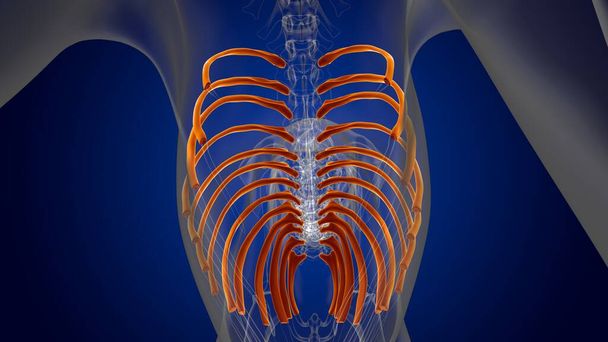 Anatomía del esqueleto del perro de los huesos de las costillas para la ilustración 3D del concepto médico - Foto, Imagen