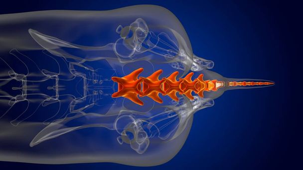 Huesos de vértebras caudales esqueleto de perro Anatomía para el concepto médico Ilustración 3D - Foto, Imagen