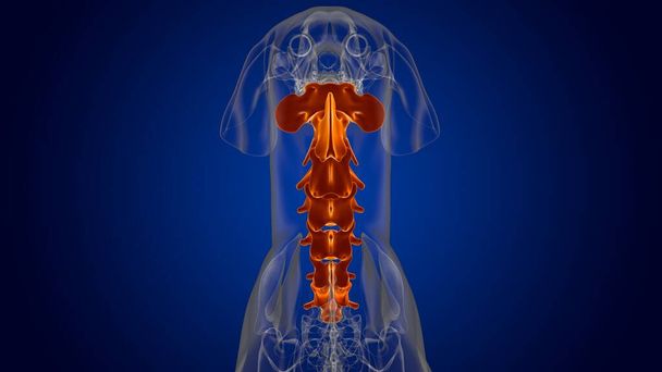 Kręgi szyjne kości szkielet psa Anatomia do koncepcji medycznej 3D Ilustracja - Zdjęcie, obraz