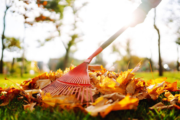Rake with fallen leaves in autumn.  Man cleans the autumn park from yellow leaves. Volunteering, cleaning, and ecology concept. Seasonal gardening. - Photo, Image
