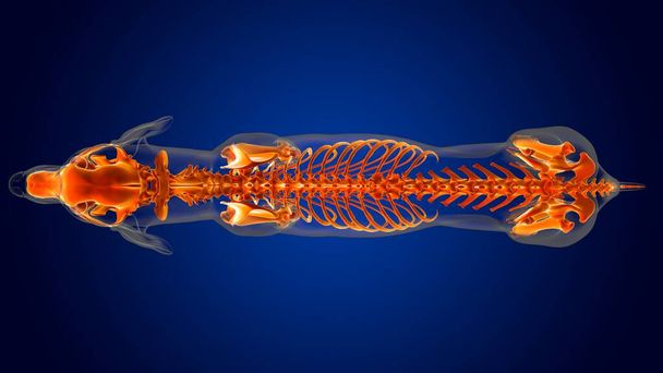 Szkielet psa Anatomia dla koncepcji medycznej 3D Ilustracja - Zdjęcie, obraz