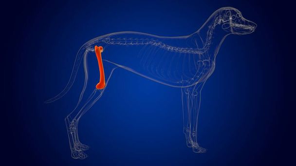 Anatomia dello scheletro del cane delle ossa del femore per il concetto medico Illustrazione 3D - Foto, immagini
