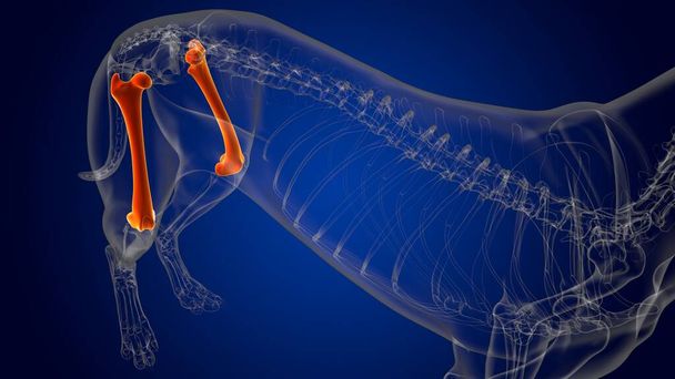 Huesos de fémur esqueleto de perro Anatomía para el concepto médico Ilustración 3D - Foto, Imagen