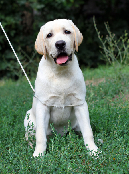 retrato de cachorro labrador amarillo de cerca en la hierba
 - Foto, Imagen