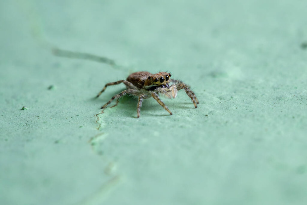 Small Gray Wall Jumping Spider of the species Menemerus bivittatus - Photo, Image