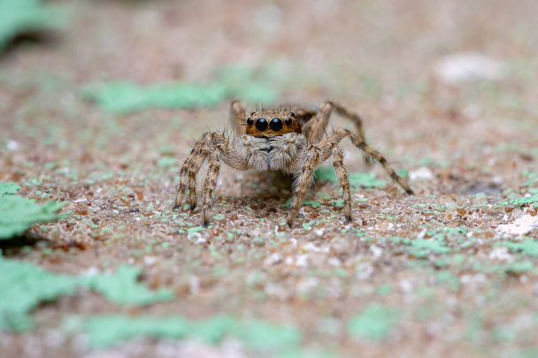 Petite araignée sauteuse à paroi grise de l'espèce Menemerus bivittatus - Photo, image