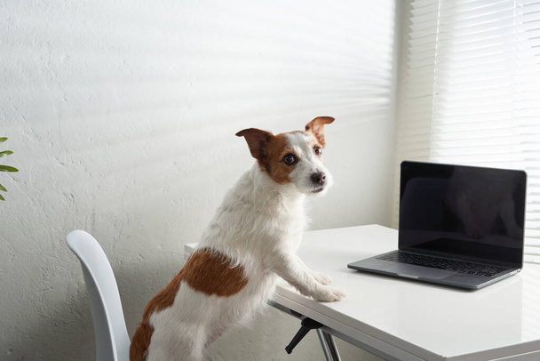dog behind a laptop. Jack russell terrier in a light office - 写真・画像