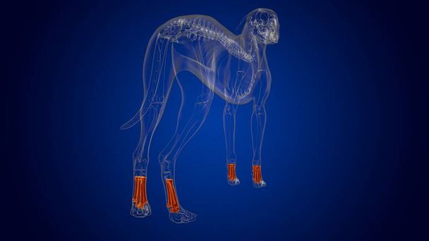 Anatomía esquelética del esqueleto del perro de los huesos metatarsianos para la ilustración 3D del concepto médico - Foto, Imagen