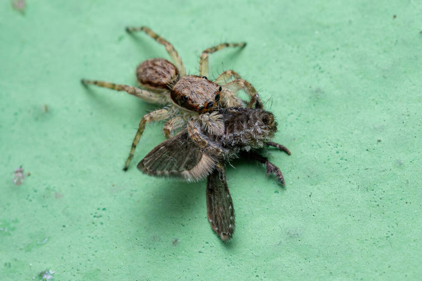 Petite Araignée sauteuse de mur gris de l'espèce Menemerus bivittatus s'attaquant à un papillon de salle de bain adulte Mouche de l'espèce Clogmia albipunctata - Photo, image