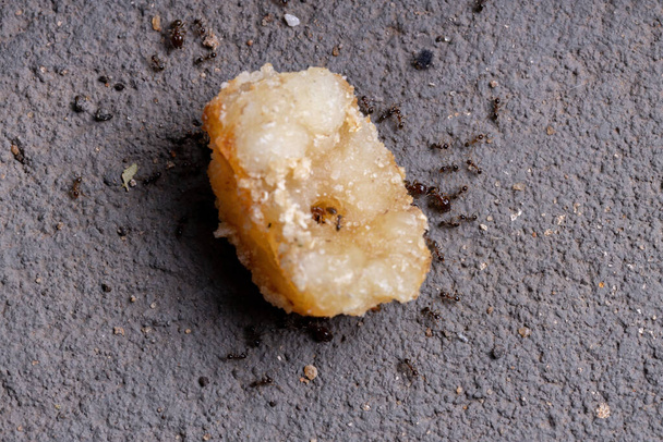 Dorosłe Mrówki z rodzaju Pheidole jedzące tłuszcz wołowy - Zdjęcie, obraz