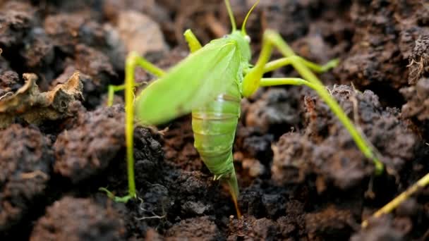 Große grüne Heuschrecke legt ihre Eier in die Erde - Filmmaterial, Video