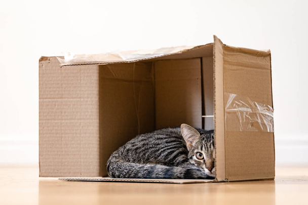 Funny tabby cat in a cardboard box on the floor. Parcel with pet friend. Grey kitten with beautiful eyes playing indoors - Fotó, kép