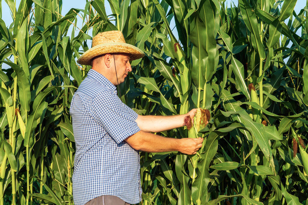 Фермер у капелюсі перевіряє високу культуру кукурудзи перед збиранням. Агрономіст у сфері
. - Фото, зображення