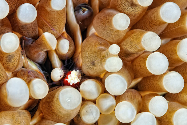 Una foto de un champiñón de coral fantasma camarones - Foto, Imagen
