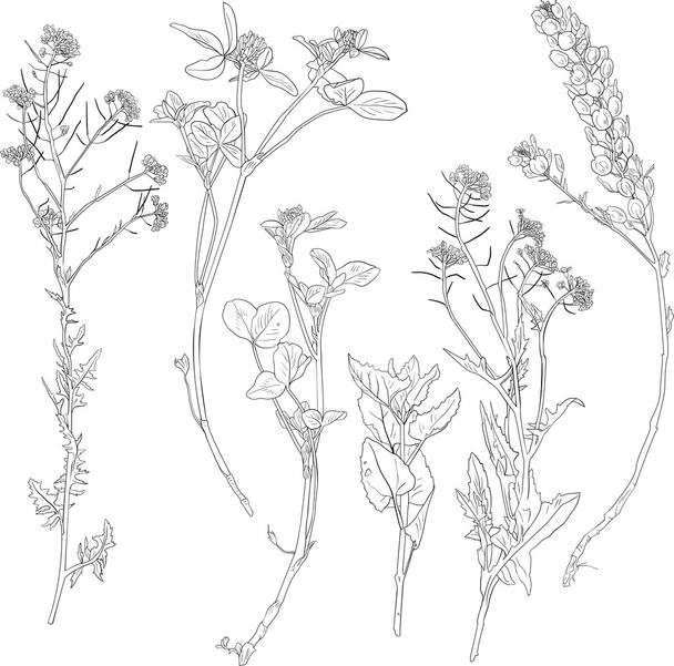 Set of line drawing herbs and flowers - Vector, afbeelding