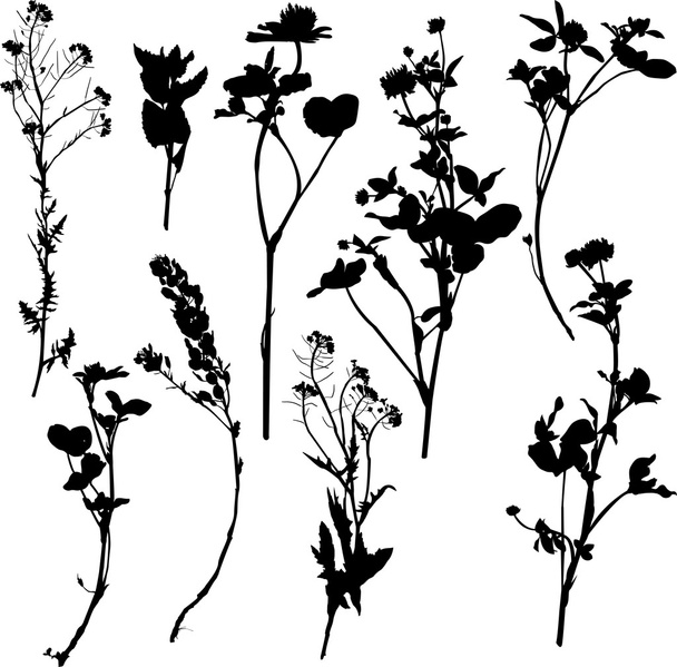 Set of silhouette by herbs and flowers - Vektori, kuva