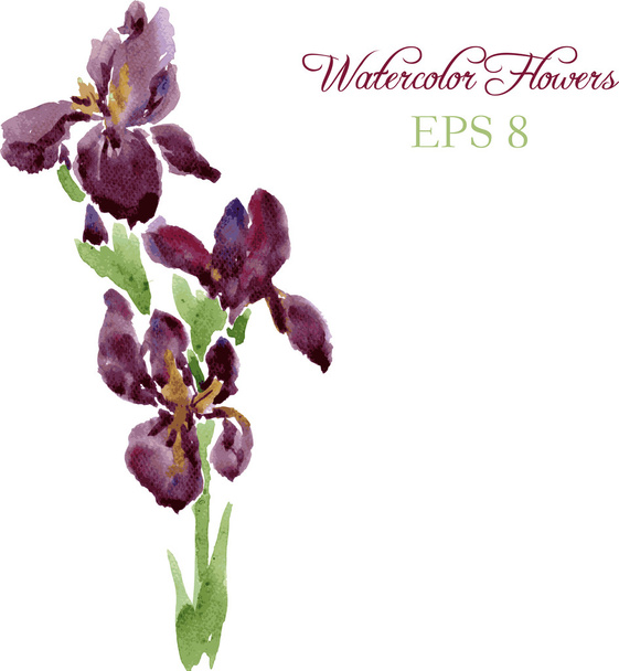 Irises drawing by watercolor - Vector, afbeelding