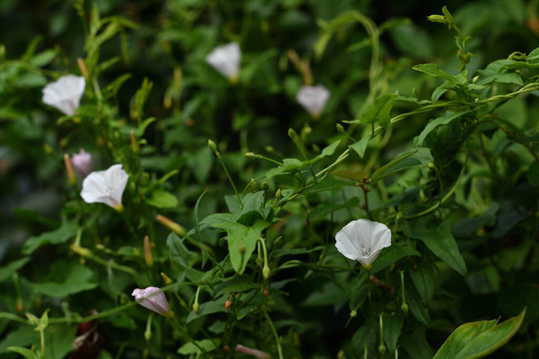 Flor blanca del campo bindweed en un día de verano con nubes ligeras con un bokeh de hojas verdes jugosas y flores ligeras de la planta. - Foto, Imagen