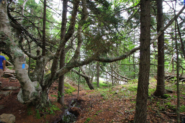 Blick auf den Acadia National Park, Maine - Foto, Bild