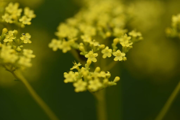 Golden lace (Patrinia scabiosifolia) flowers. Caprifoliaceae perennial grass. - Photo, Image