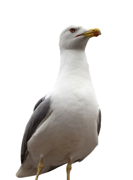 Seagull isolated on white background - Photo, Image