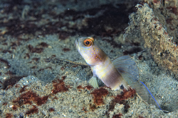 A picture of a broad banded shrimp goby in the sand - Photo, Image
