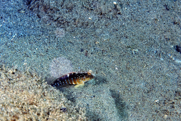 Картина синей пятнистой креветки на песке - Фото, изображение