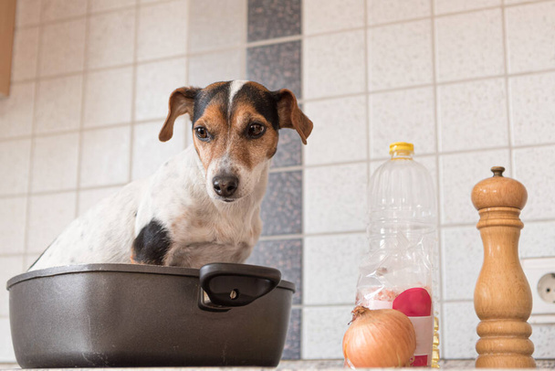 Ο μικρός, χαριτωμένος Τζακ Ράσελ τεριέ σκύλος κάθεται σε ένα τηγάνι. Ένα χοτ ντογκ τρόπος του λέγειν.. - Φωτογραφία, εικόνα