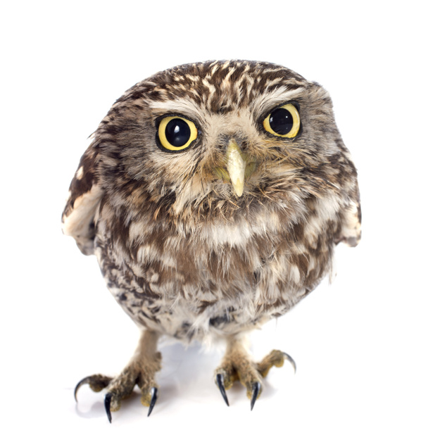 Little owl - Foto, Bild
