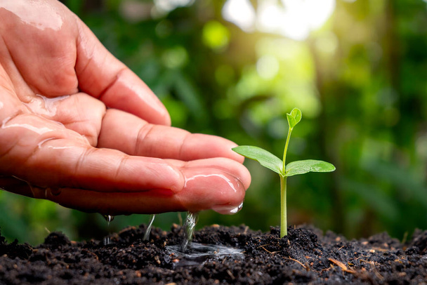 Caring and watering baby plants growing on fertile soil with blurred green nature background. - Photo, Image