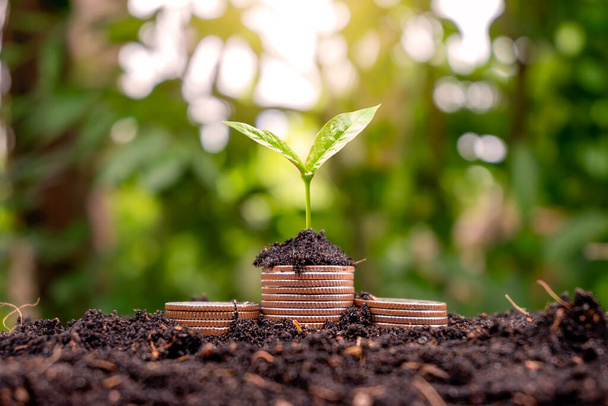 A sapling growing on a pile of coins has a natural backdrop. Money-Saving Ideas and Economic Growth - Photo, Image