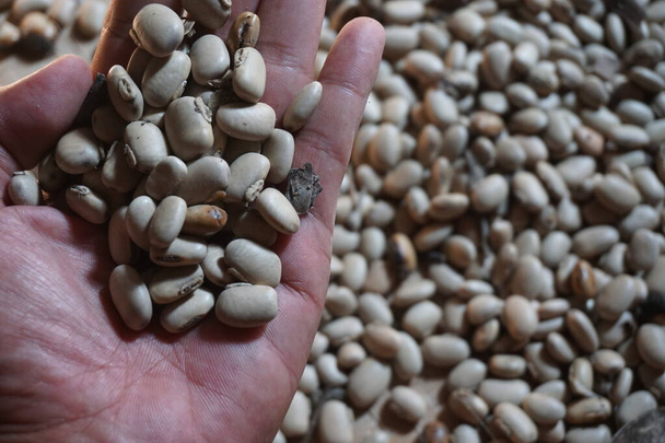 Вельветове бобове насіння тримає за руку. Індонезійський клич velvet bean з бенгуком і іноді використовується як спокуса - Фото, зображення