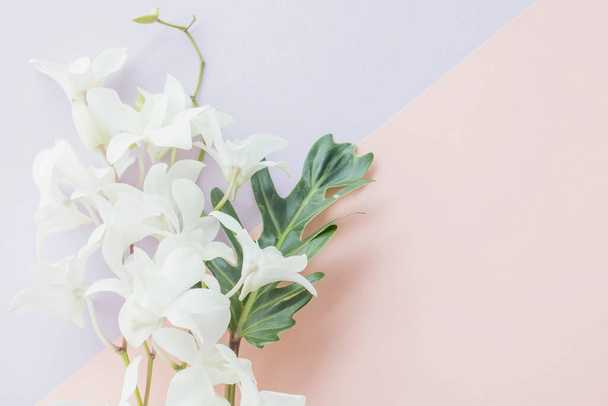 beautiful flowers on white background - Фото, зображення