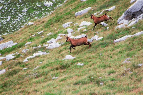丘を実行している 2 つの鹿 - 写真・画像