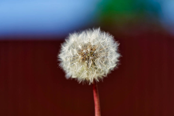 White ball of dandelion flower in rays of sunlight on colorful background - Zdjęcie, obraz