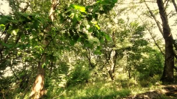doğal ağaç orman - Video, Çekim