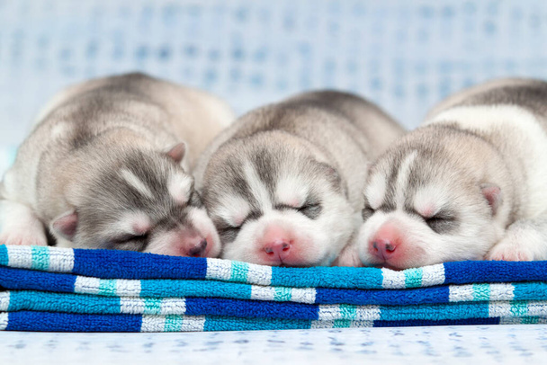 Очаровательные сибирские щенки Хаски на фоне студии - Фото, изображение