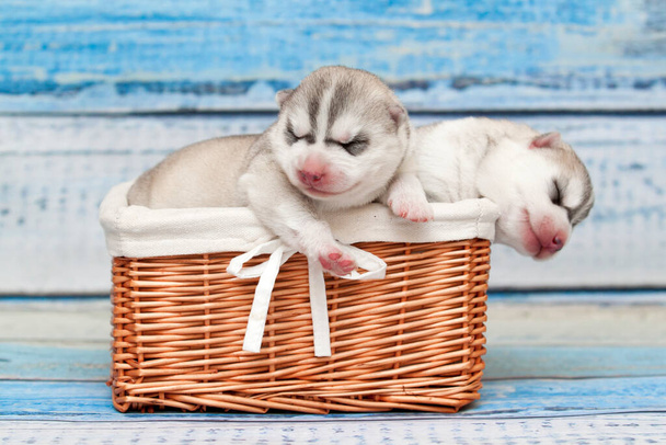 adorables petits chiots husky - Photo, image